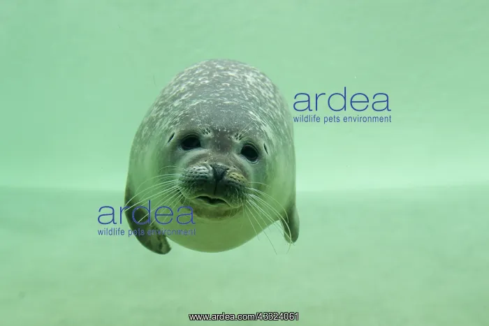 : Harbour Seal - under water in a basin - Seal Centre : Harbour Seal - under water in a basin - Seal Centre