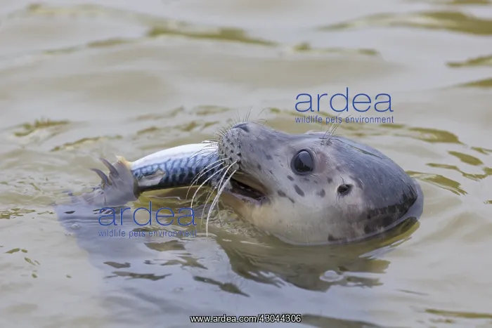  : Harbour Seal - young seal with fish - Seal Centre