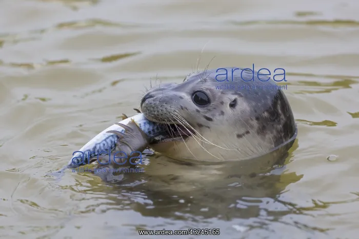 : Harbour Seal - young seal with fish - Seal Centre : Harbour Seal - young seal with fish - Seal Centre