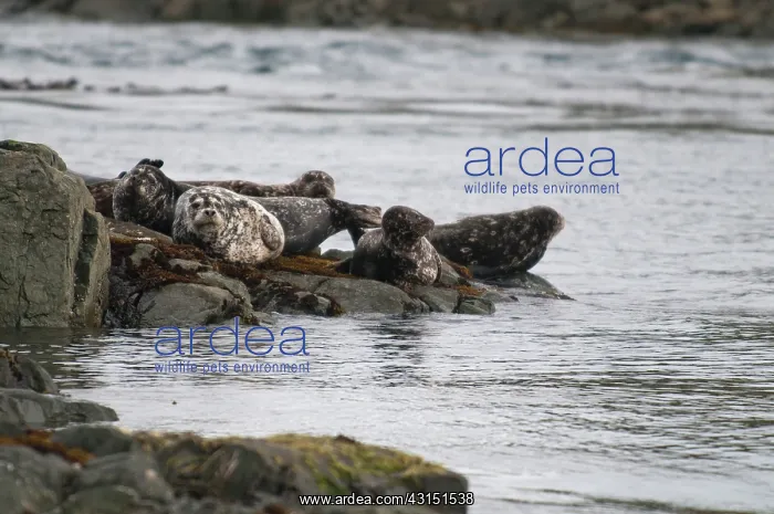 : Harbour seals : Harbour seals