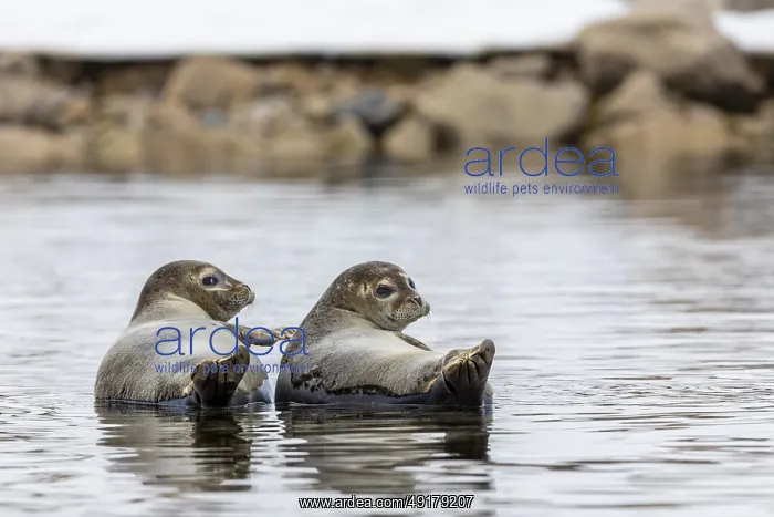 : Two harbour seals (Phoca vitulina) lying on stones in the water : Two harbour seals (Phoca vitulina) lying on stones in the water