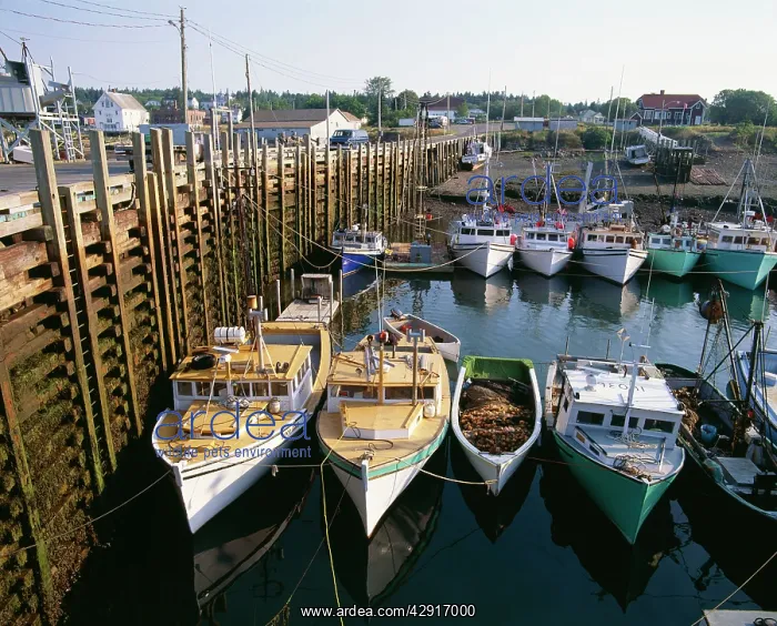 : Harbour Tide : Harbour Tide