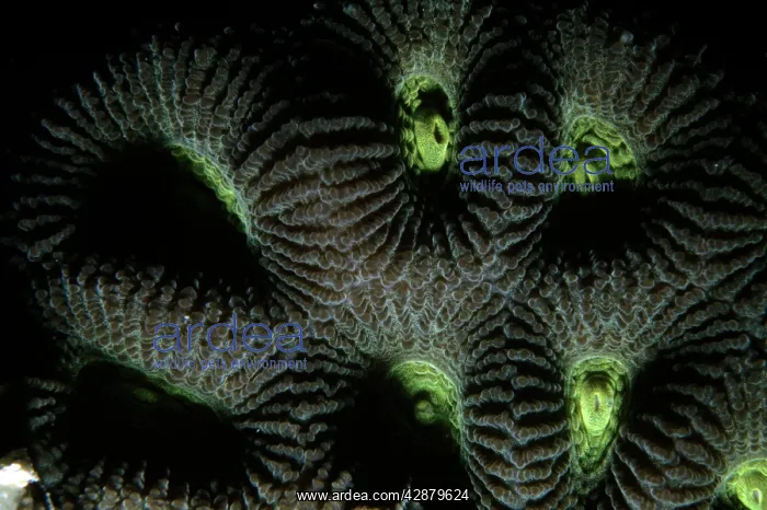 : Hard Coral : Hard Coral