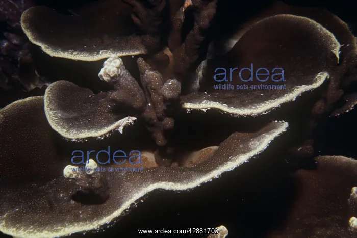 : HARD CORAL : HARD CORAL