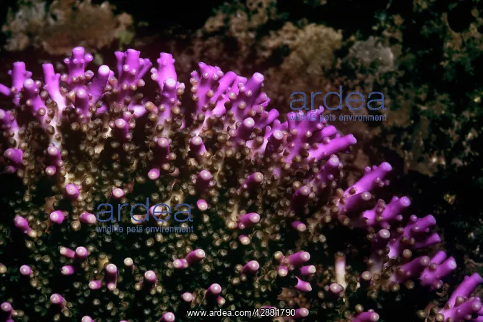 : Hard Coral : Hard Coral