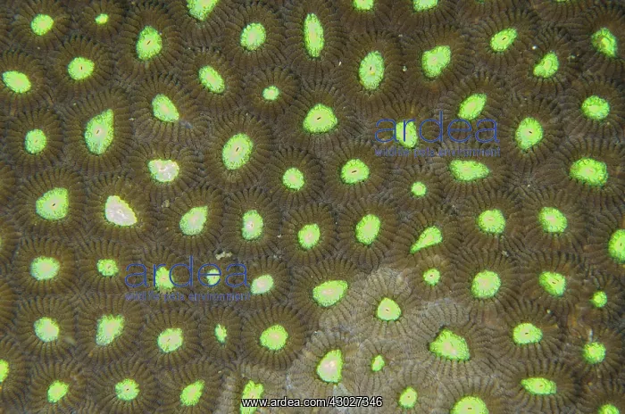 : Hard coral : Hard coral