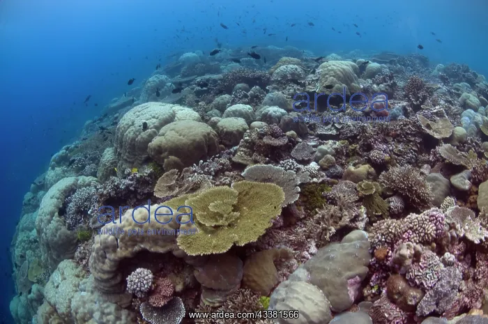 : Hard Coral : Hard Coral
