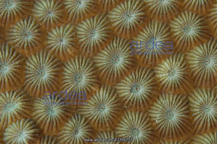 : Hard Coral calyces : Hard Coral calyces