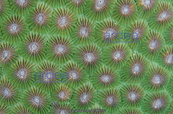 : Hard Coral calyces - Pantai Kecil dive site : Hard Coral calyces - Pantai Kecil dive site