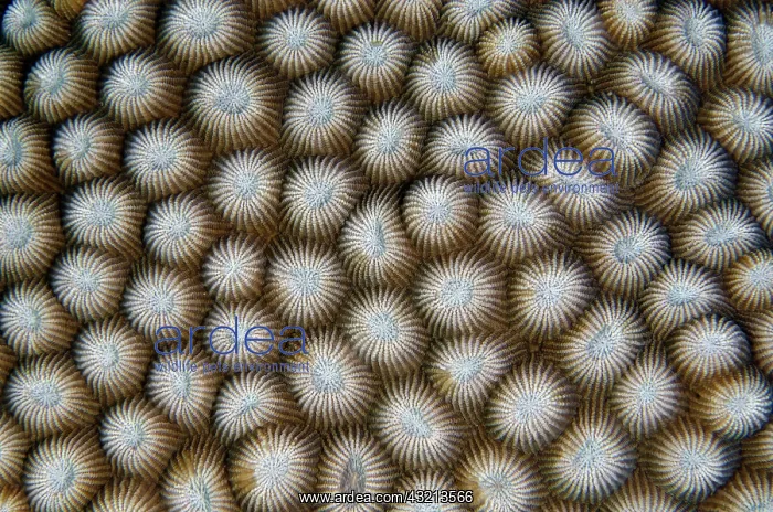 : Hard Coral (Diploastrea heliopora), Underwater Temple : Hard Coral (Diploastrea heliopora), Underwater Temple