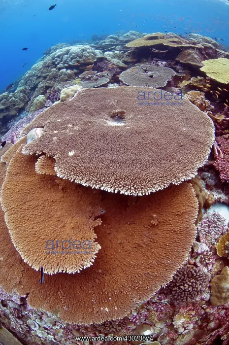  : Hard Coral with fish