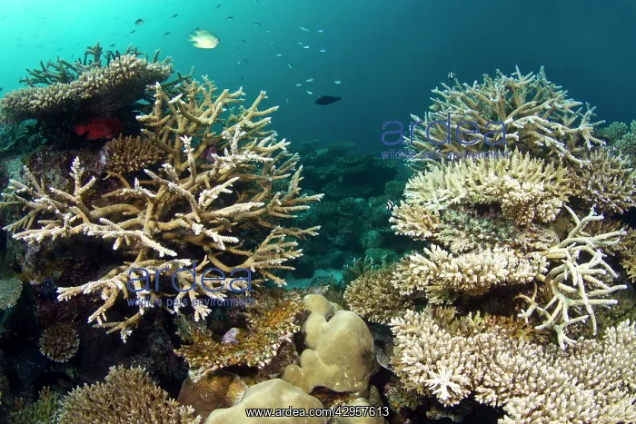 : Hard Coral Garden and Blue-green Chromis (Acropora loripes) : Hard Coral Garden and Blue-green Chromis (Acropora loripes)