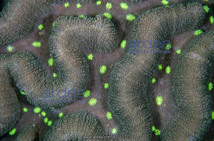 : Hard Coral (Lobophyllia sp) with polyps, Napolean : Hard Coral (Lobophyllia sp) with polyps, Napolean