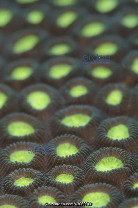 : Hard Coral - Pintu Colada dive site, Lembeh Straits : Hard Coral - Pintu Colada dive site, Lembeh Straits