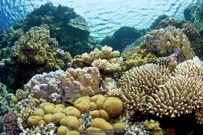 : Hard Coral Reef : Hard Coral Reef