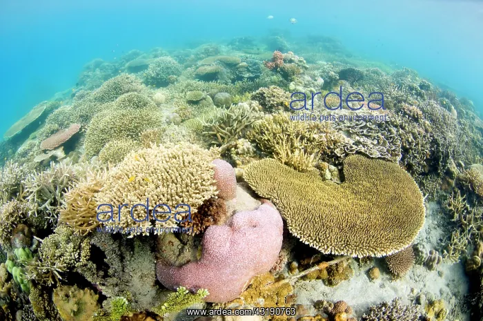 : Hard coral reef, Indonesia, Bali : Hard coral reef, Indonesia, Bali