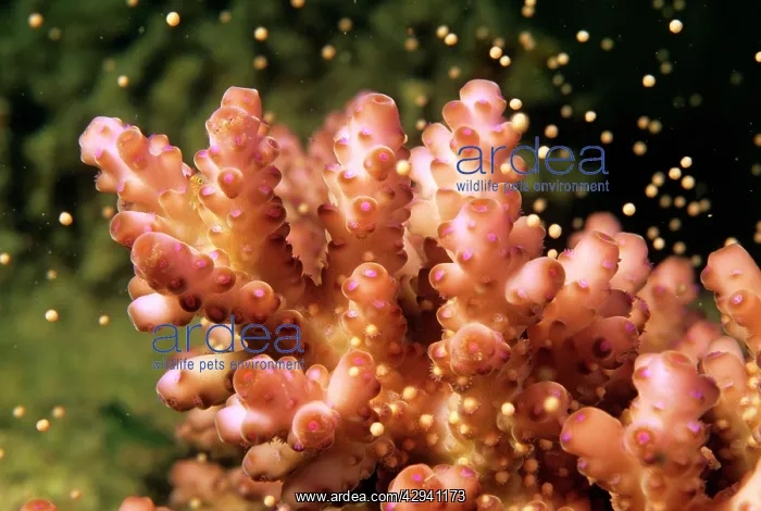 : Hard Coral - spawning : Hard Coral - spawning