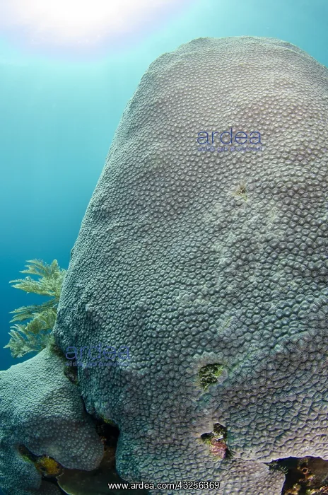  : Hard Coral - with sun in background - The Cove dive
