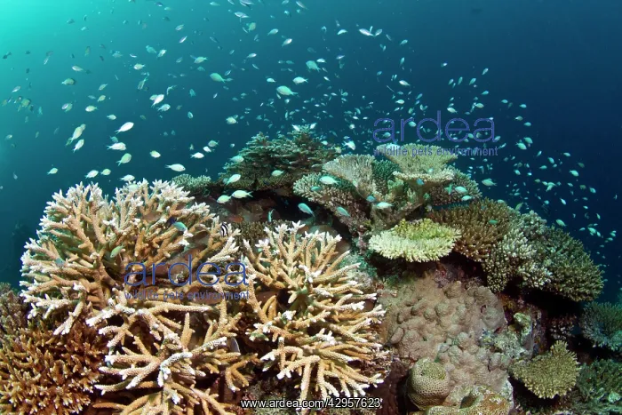 : Hard Corals and Blue-green Chromis - (Acropora loripes) : Hard Corals and Blue-green Chromis - (Acropora loripes)