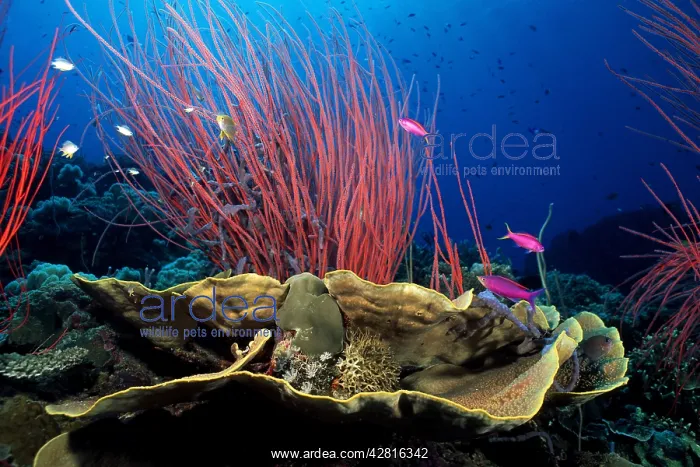 : Hard corals and red sea whips, Ellisella sp. Susan reef, Wa : Hard corals and red sea whips, Ellisella sp. Susan reef, Wa