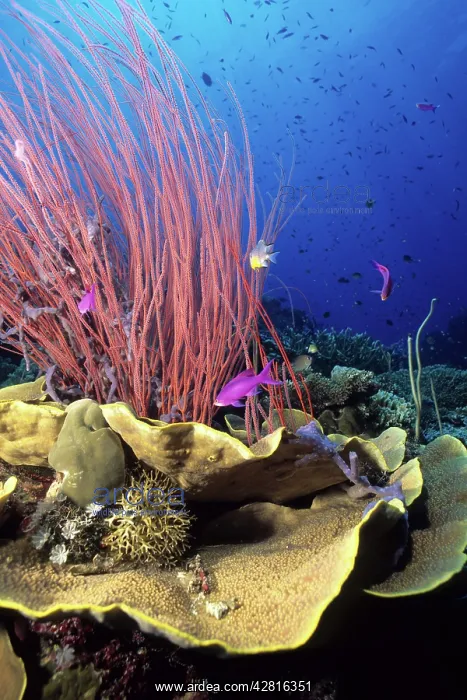 : Hard corals and red sea whips, Ellisella sp. Susan reef, Wa : Hard corals and red sea whips, Ellisella sp. Susan reef, Wa
