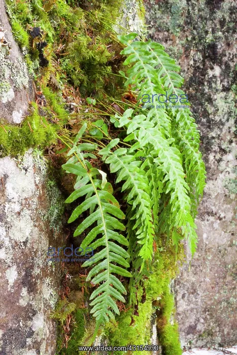 : Hard Fern (Blechnum spicant) hanging on a rock : Hard Fern (Blechnum spicant) hanging on a rock