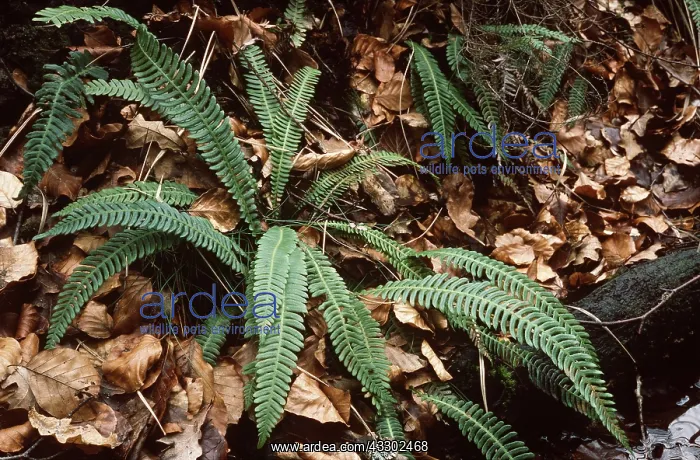 : HARD FERN : HARD FERN