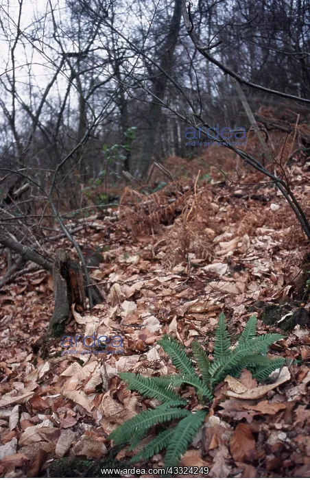 : HARD FERN - in woodland : HARD FERN - in woodland