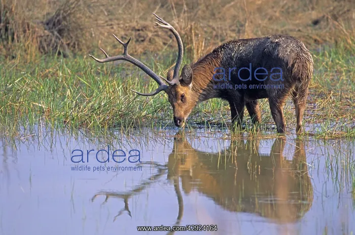 : Hard-ground Swamp Deer - drinking from a pond : Hard-ground Swamp Deer - drinking from a pond