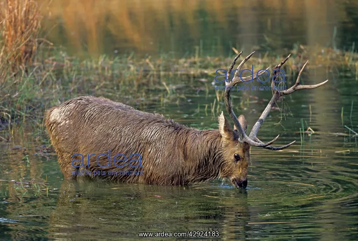 : Hard-ground Swamp Deer - drinking from a pond : Hard-ground Swamp Deer - drinking from a pond