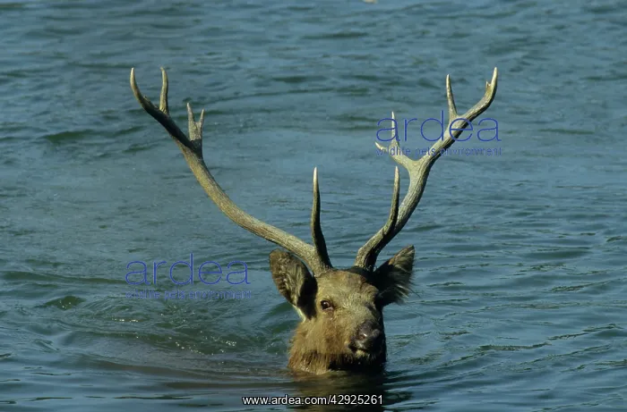 : Hard ground Swamp Deer in the lake Saundars : Hard ground Swamp Deer in the lake Saundars