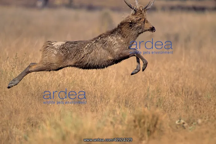: Hard-ground Swamp Deer - leaping : Hard-ground Swamp Deer - leaping