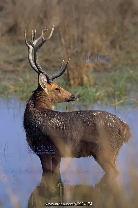 : Hard-ground Swamp Deer - in the pond : Hard-ground Swamp Deer - in the pond