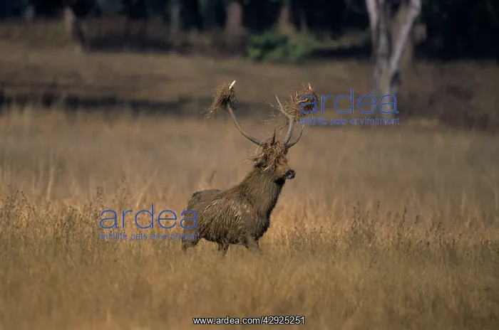 : Hard Ground Swamp Deer during rutting season : Hard Ground Swamp Deer during rutting season
