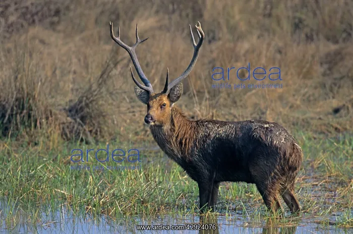 : Hard-ground Swamp Deer - Standing in a pond : Hard-ground Swamp Deer - Standing in a pond