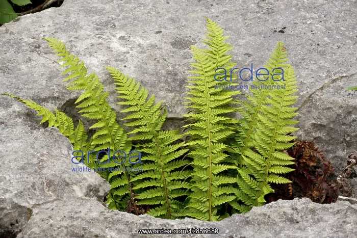  : Hard Shield fern - growing in a gryke in limestone pavement