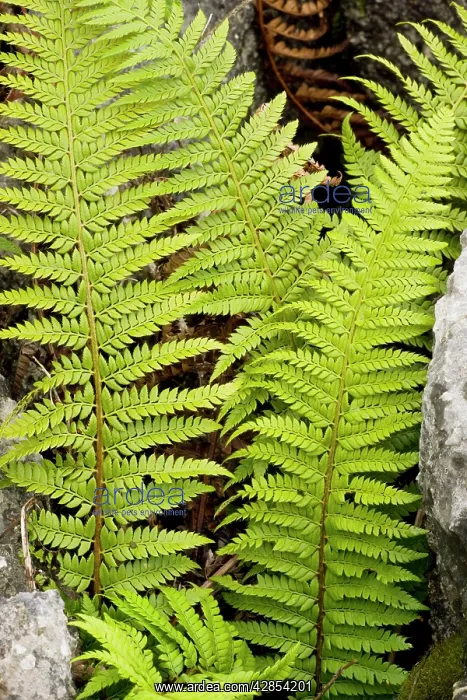  : Hard Shield fern - growing in a gryke in limestone pavement