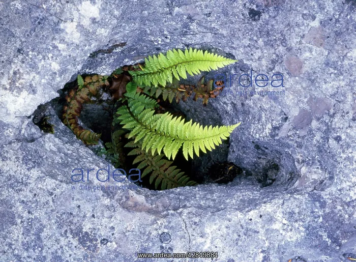 : Hard Shield Fern - in gryke, limestone pavement : Hard Shield Fern - in gryke, limestone pavement