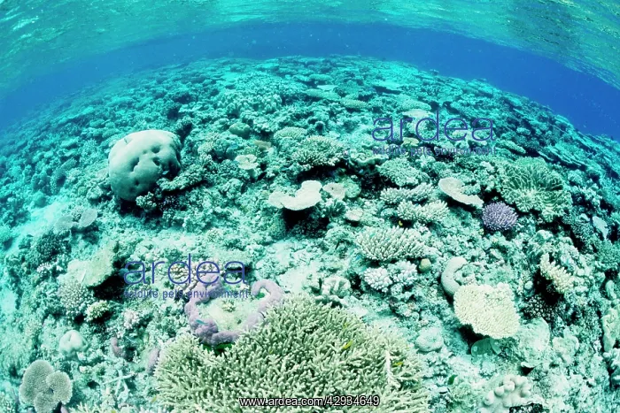: Hard and soft corals, bleached by stress of an : Hard and soft corals, bleached by stress of an