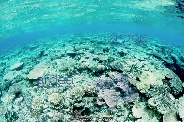 : Hard and soft corals, bleached by stress of an : Hard and soft corals, bleached by stress of an