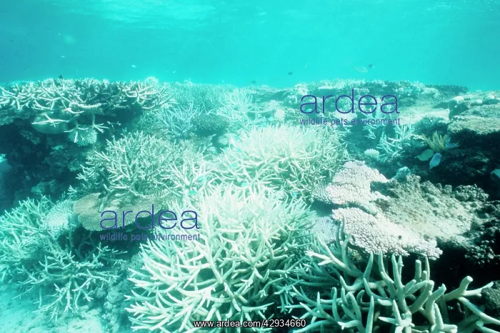 : Hard and soft corals, bleached by stress of an : Hard and soft corals, bleached by stress of an