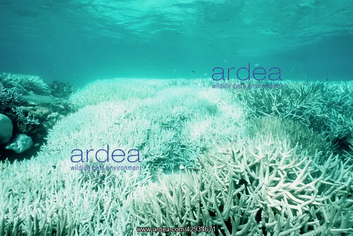 : Hard and soft corals, bleached by stress of an : Hard and soft corals, bleached by stress of an
