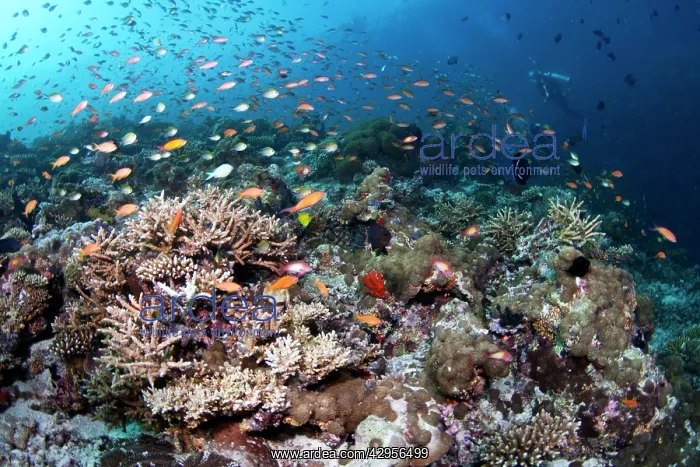 : Hardcoral Garden : Hardcoral Garden