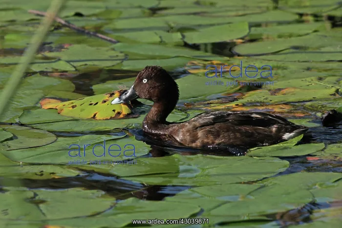 : Hardhead Duck : Hardhead Duck