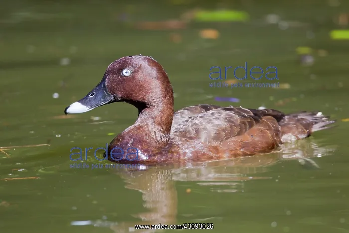 : Hardhead Duck : Hardhead Duck