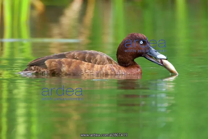 : Hardhead - male swims on a permanent waterhole : Hardhead - male swims on a permanent waterhole