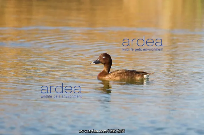 : Hardhead / White-eyed / Australian White-eye Duck : Hardhead / White-eyed / Australian White-eye Duck