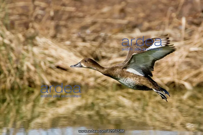 : Hardhead / White-eyed / Australian White-eye Duck : Hardhead / White-eyed / Australian White-eye Duck