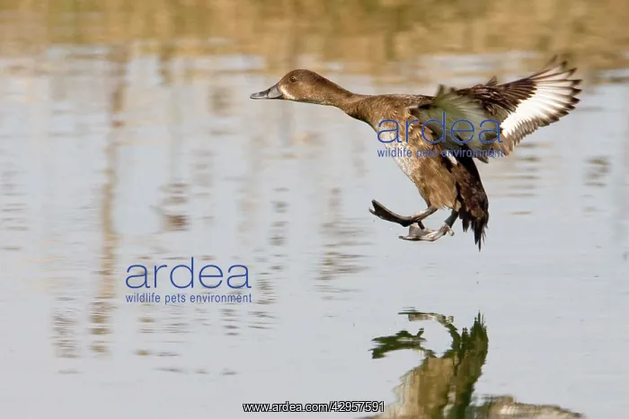 : Hardhead / White-eyed / Australian White-eye Duck : Hardhead / White-eyed / Australian White-eye Duck