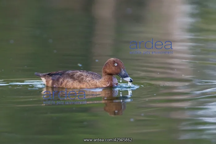  : Hardhead  /  White-eyed  /  Australian White-eye Duck - male